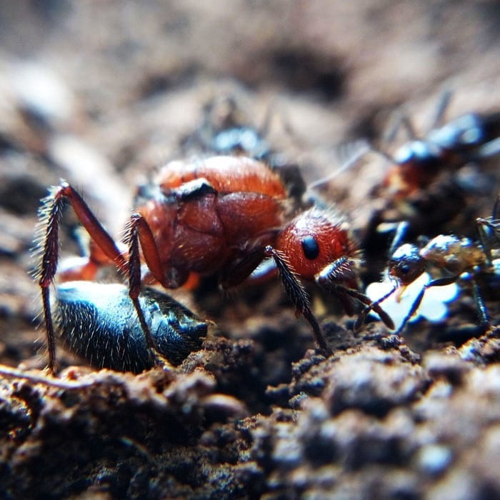 Ant colony myrmicaria brunnea