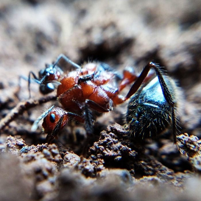 Ant colony myrmicaria brunnea