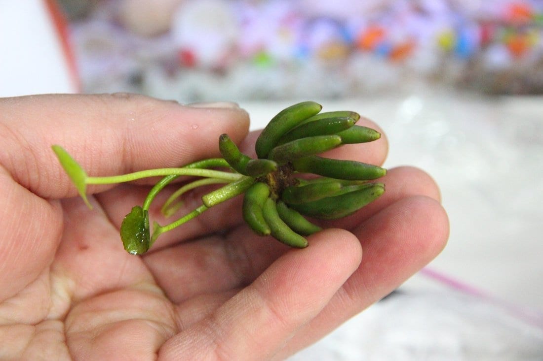 Banana Lily (Nymphoides aquatica)