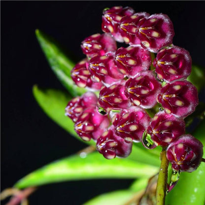 Hoya wayetii