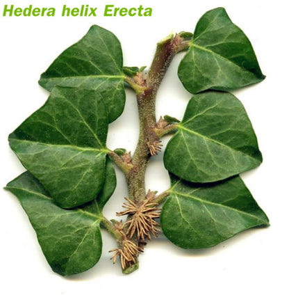 Hedera Helix Erecta (Hedera linn)