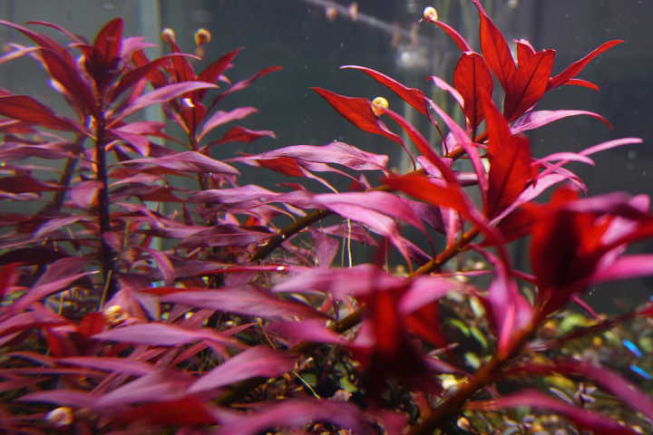 Ludwigia glandulosa