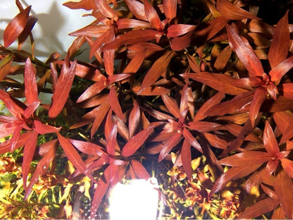 Ludwigia glandulosa