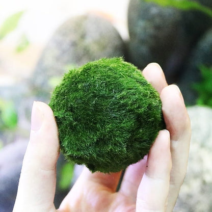 Moss balls - 10 pieces - Marimo - Chladoflora Aegagropila 