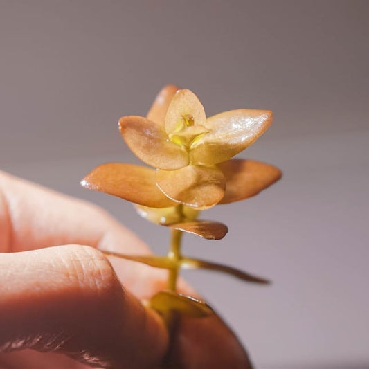 Mint Bacopa (Bacopa caroliniana)