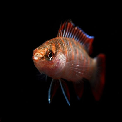 Scarlet Badis (Dario dario)