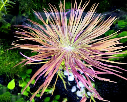 Eusteralis Stellata Octopus (Pogostemon stellatus)