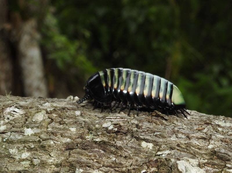 Malaysia Gemstone Pill Millipedes (Zephronia sp.)