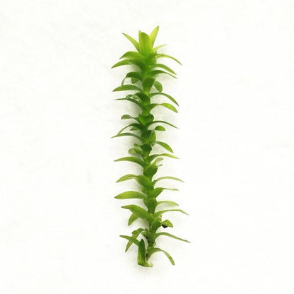Tonina fluviatilis ''Lotus Blossom''