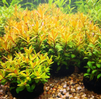 Ammannia Pedicellata  Golden ‘