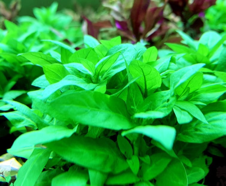 Staurogyne repens