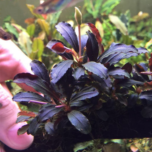 Bucephalandra sp. 'cherish-3'