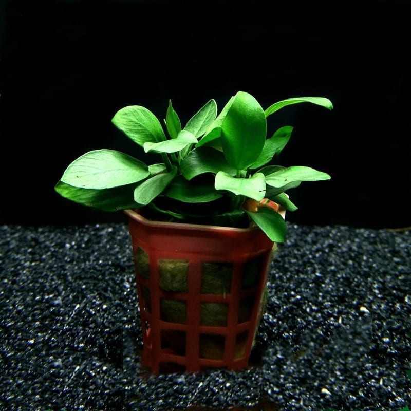 Dwarf Anubias ( Anubias barteri var. Nana )