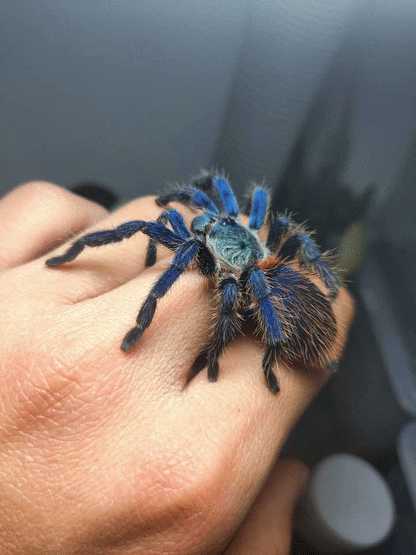 Blue Dwarf Tarantula (Dolichothele diamantinensis)