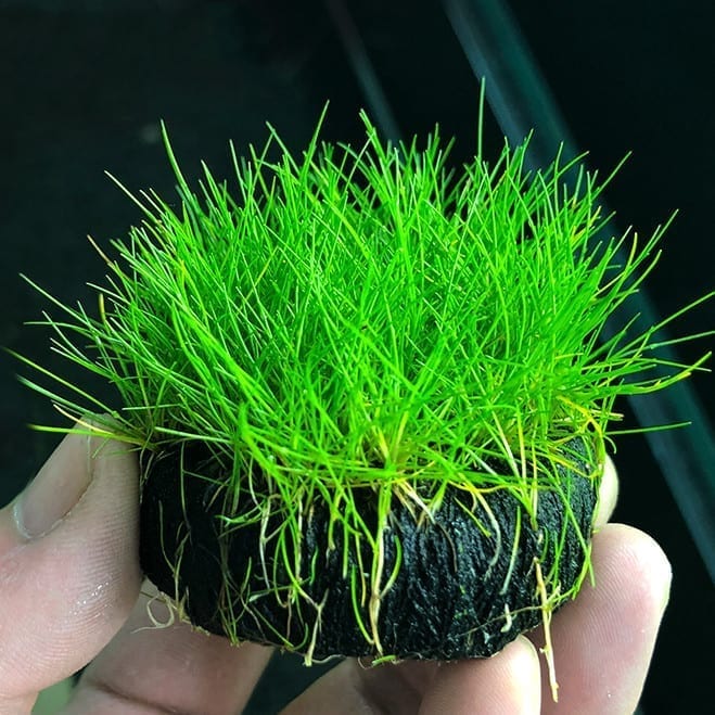 Dwarf  Hairgrass  ( Eleocharis ’parvula' Sp. )