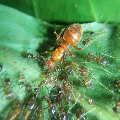 Ant colony prenolepis melanogaster