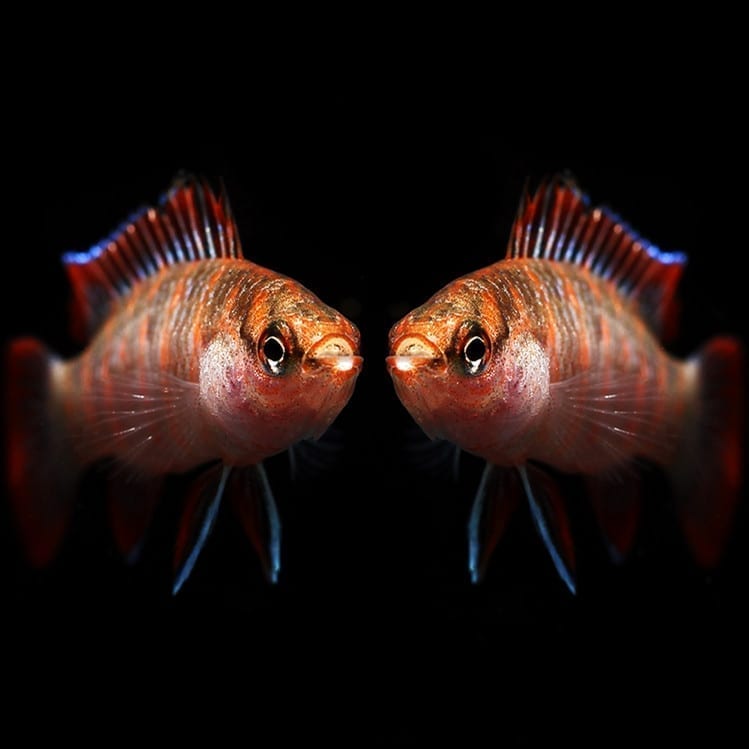Scarlet Badis (Dario dario)