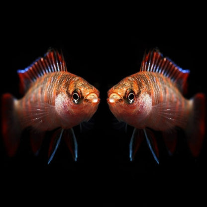Scarlet Badis (Dario dario)