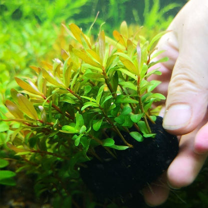 Ammannia Pedicellata  Golden ‘
