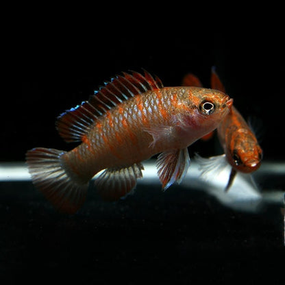 Scarlet Badis (Dario dario)