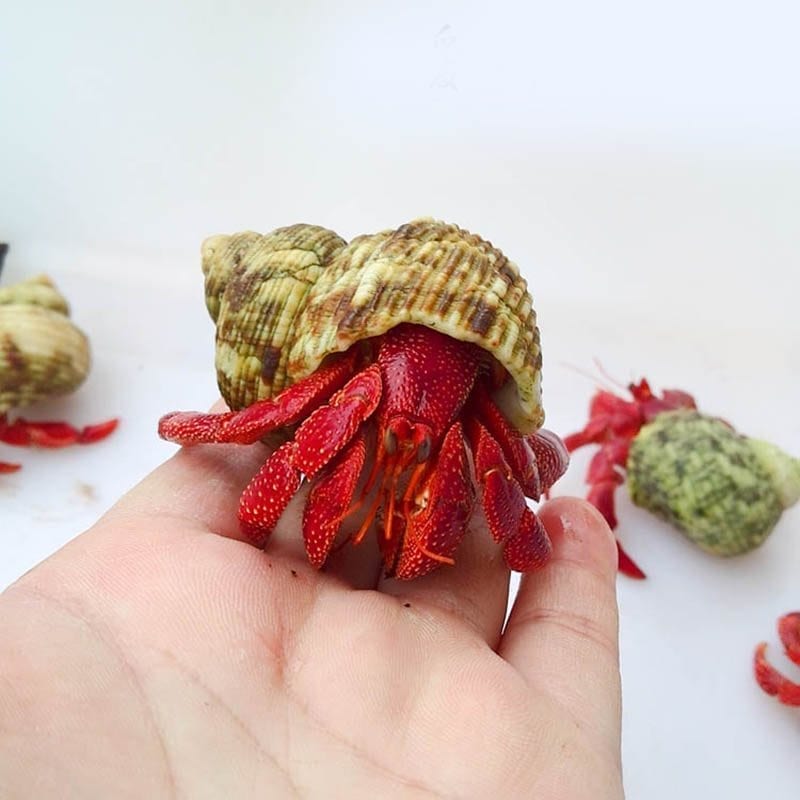 Strawberry Hermit Crab (Coenobita perlatus)