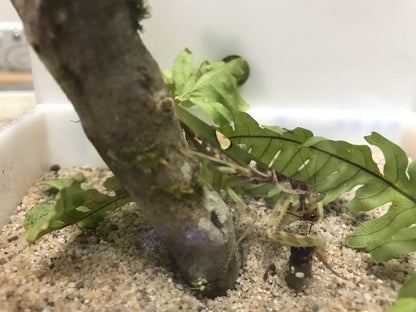 Creobroter nebulosus asian flower mantis