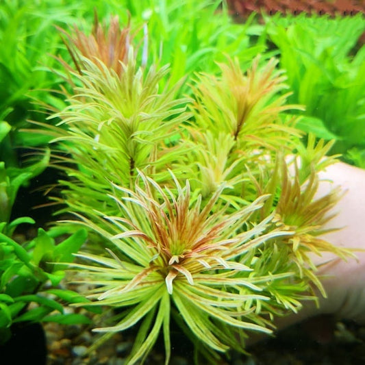 Ludwigia Cuba (Ludwigia inclinata var. verticillata 'Cuba')