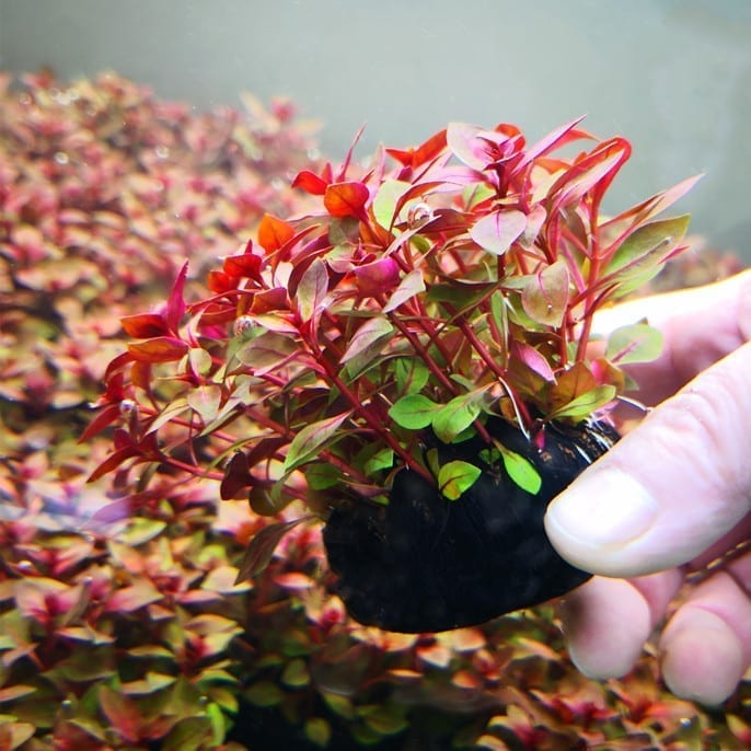 Ludwigia palustris ' super red '