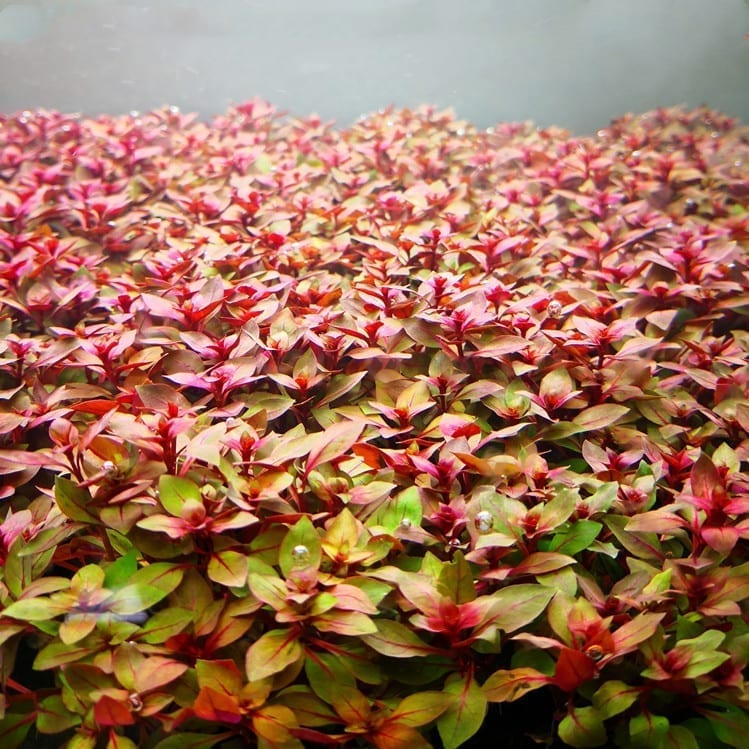 Ludwigia palustris ' super red '