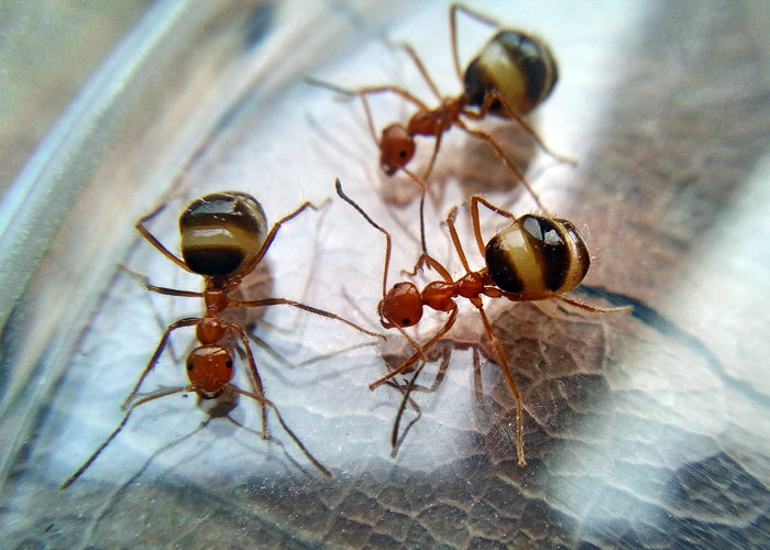 Ant colony prenolepis melanogaster