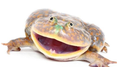 Budgett's Frog (Lepidobatrachus laevis)