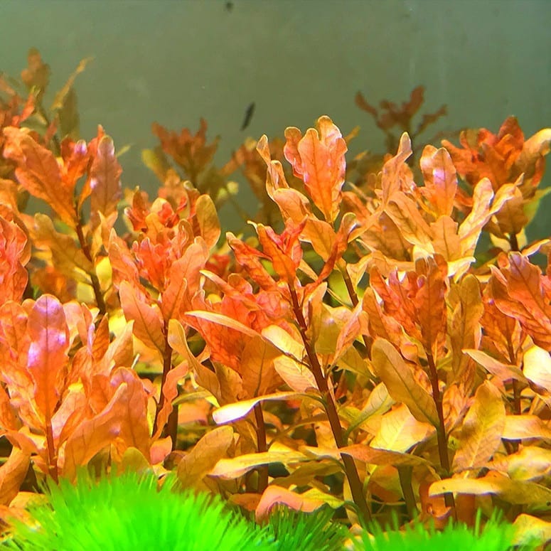 Ludwigia  inclinata