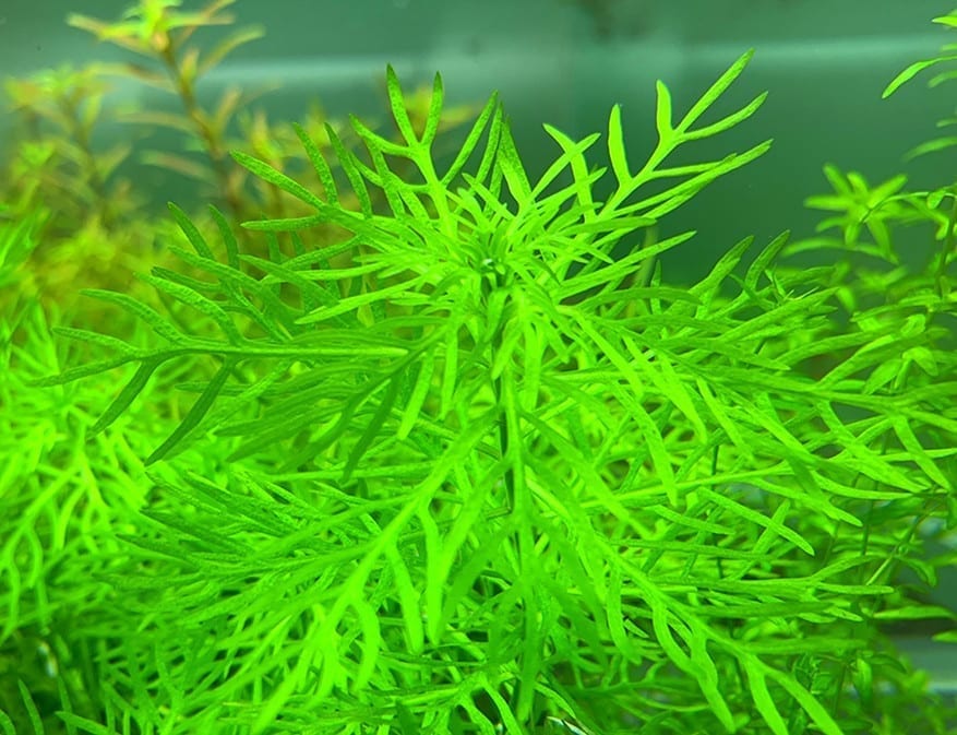 American Featherfoil (Hottonia inflata)