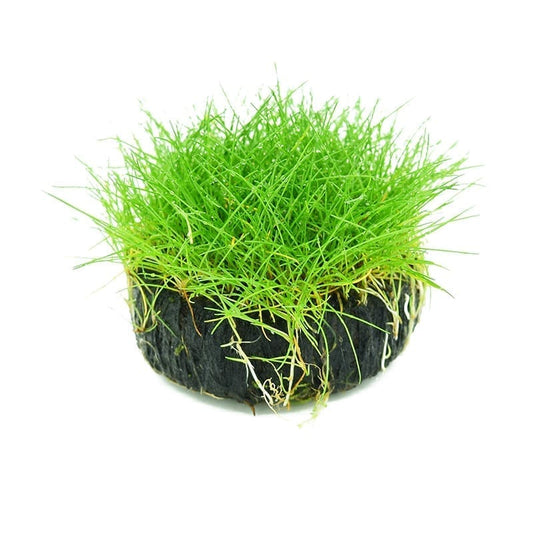 Dwarf  Hairgrass  ( Eleocharis ’parvula' Sp. )