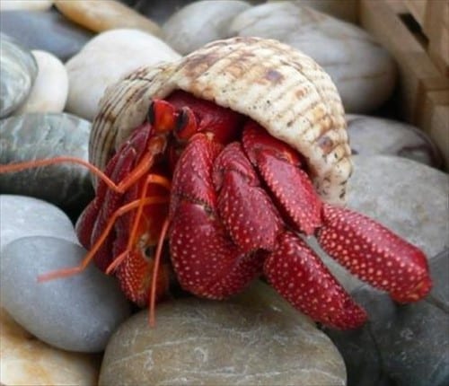 Strawberry Hermit Crab (Coenobita perlatus)