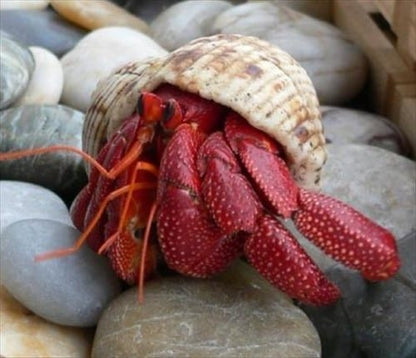 Strawberry Hermit Crab (Coenobita perlatus)