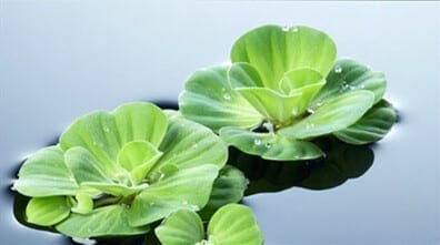 Water Lettuce (Pistia stratiotes)