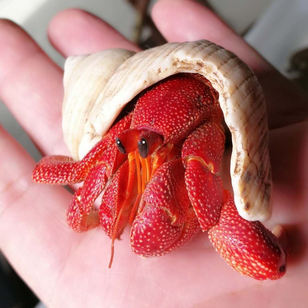 Strawberry Hermit Crab (Coenobita perlatus) for Sale My Home Nature
