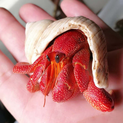 Strawberry Hermit Crab (Coenobita perlatus)
