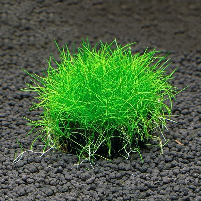 Dwarf  Hairgrass  ( Eleocharis ’parvula' Sp. )