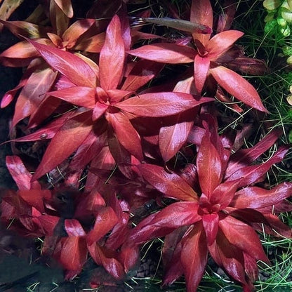 Ludwigia glandulosa