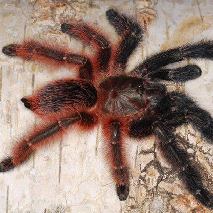 Darth Maul Tarantula (Psalmopoeus victori)