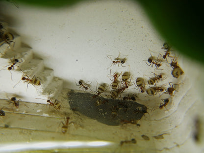 Ant colony prenolepis melanogaster