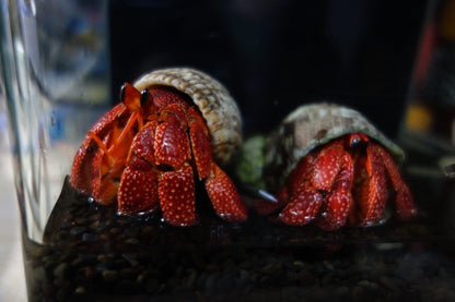 Strawberry Hermit Crab (Coenobita perlatus)