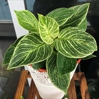 philodendron birkin中文 Philodendron ' Birkin ' ( Philodendron sp ) for Sale