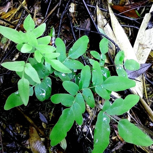 Asian Royal Fern (Osmunda japonica)