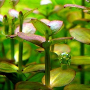 Lindernia sp. ‘India’ (Indian lindernia)
