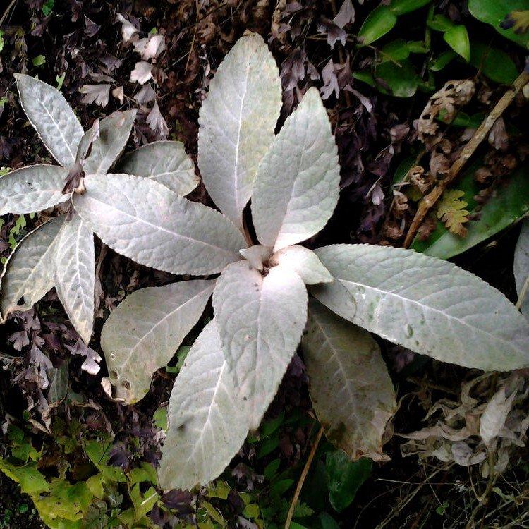 Paraboea martinii ( Levl. ) Burtt