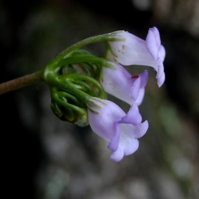 Paraboea rufescens ( Franch. ) Burtt.