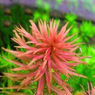 Ludwigia Inclinata var.Verticillata'Pantanal'